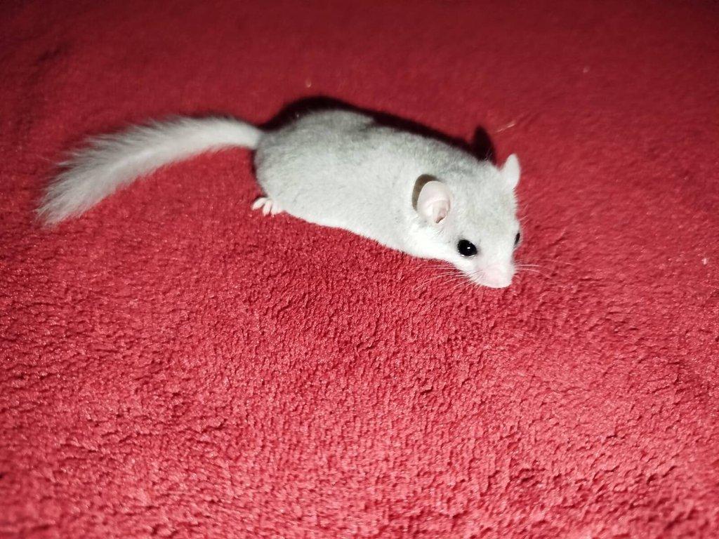 Drobní savci na prodej