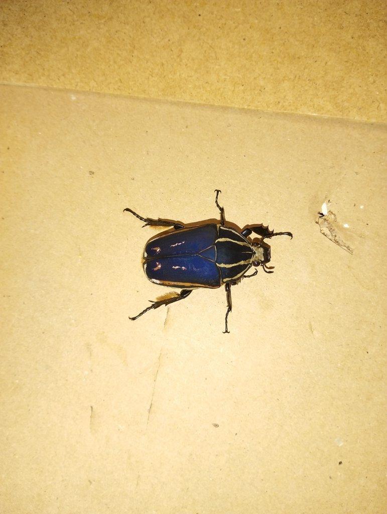 Mecynorhina torquata ugandensis - pár