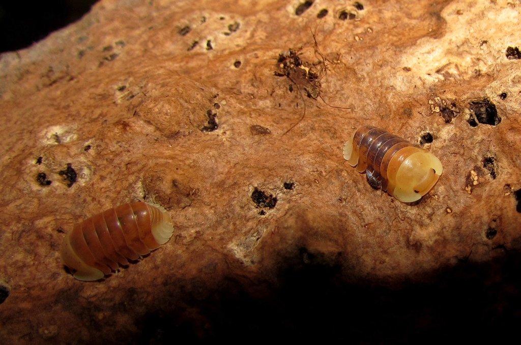 Isopody - Živá exotika 10.5.,stůl J05
