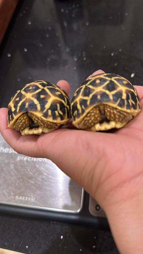 Geochelone elegans 0.0.4