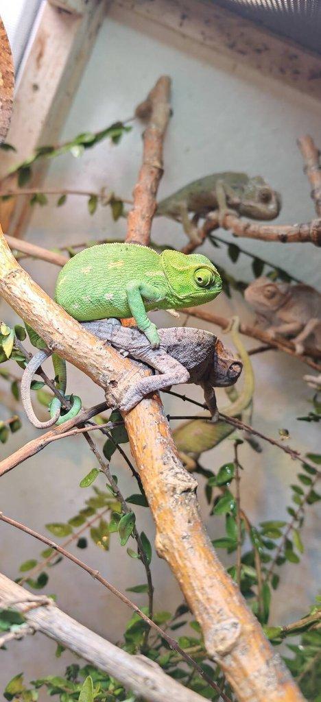 Chameleon Obecný - Chamaeleo Chamaeleon exkluzivní odchov.