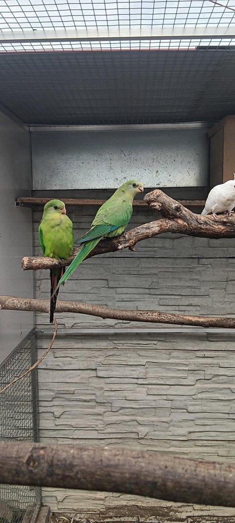 Papoušek nádherný