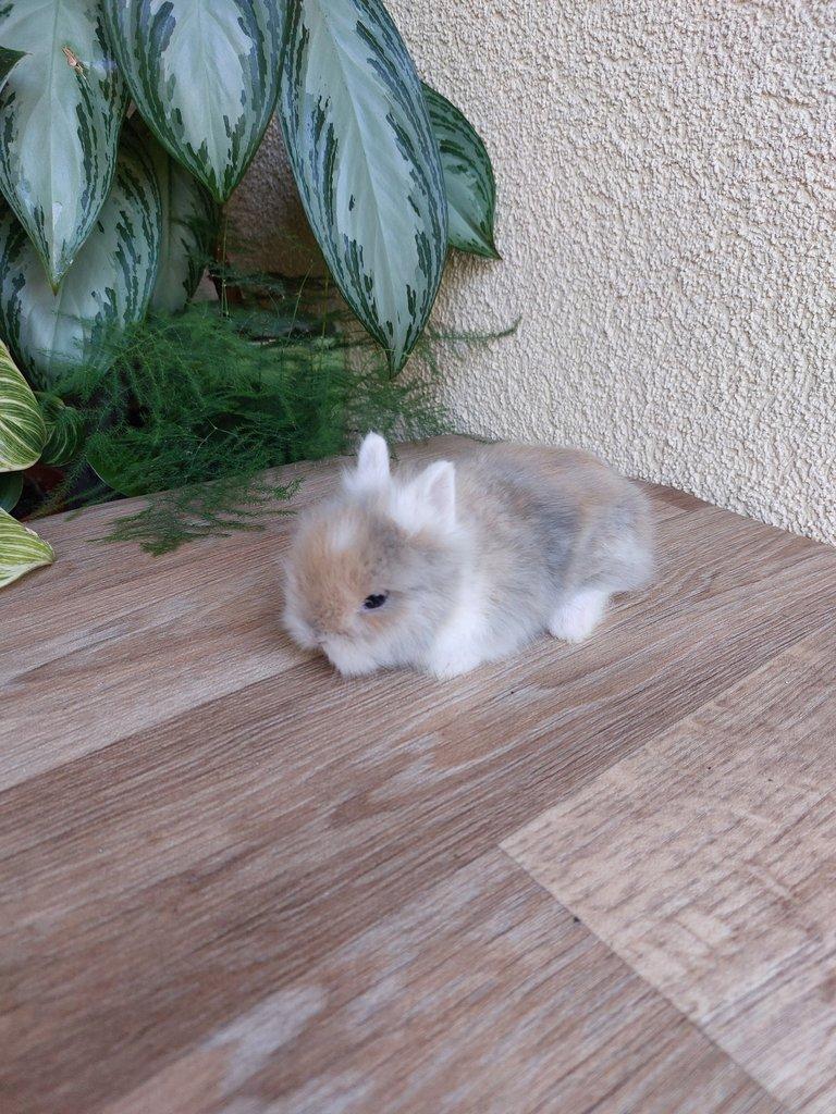 Zakrslý králík TEDDY (WO)
