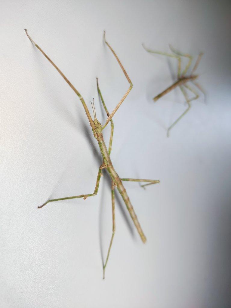 Medauroidea extradentata
