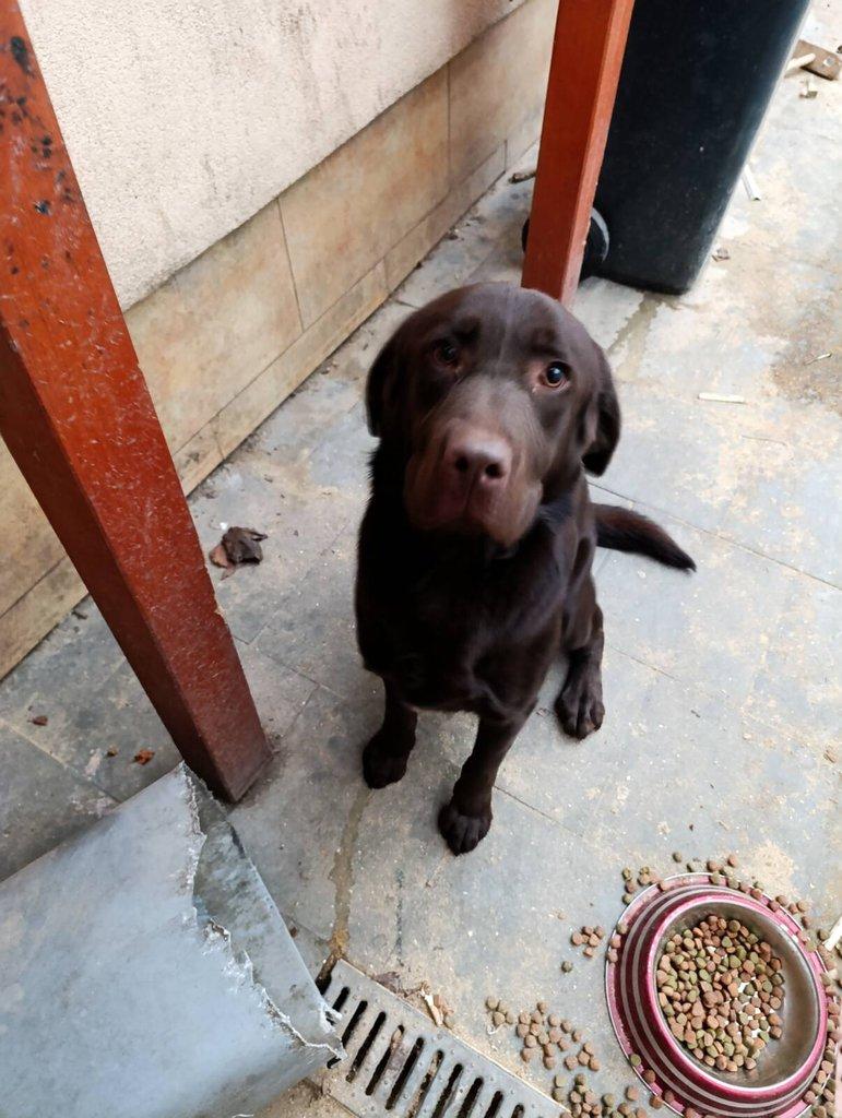 Čokoládový labrador