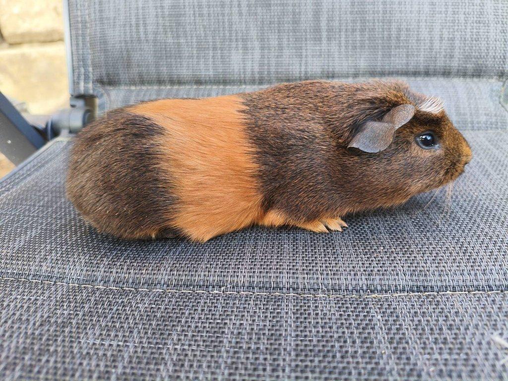 Cuy morčata