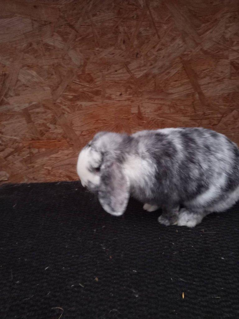 Zakrslý beran rhönský