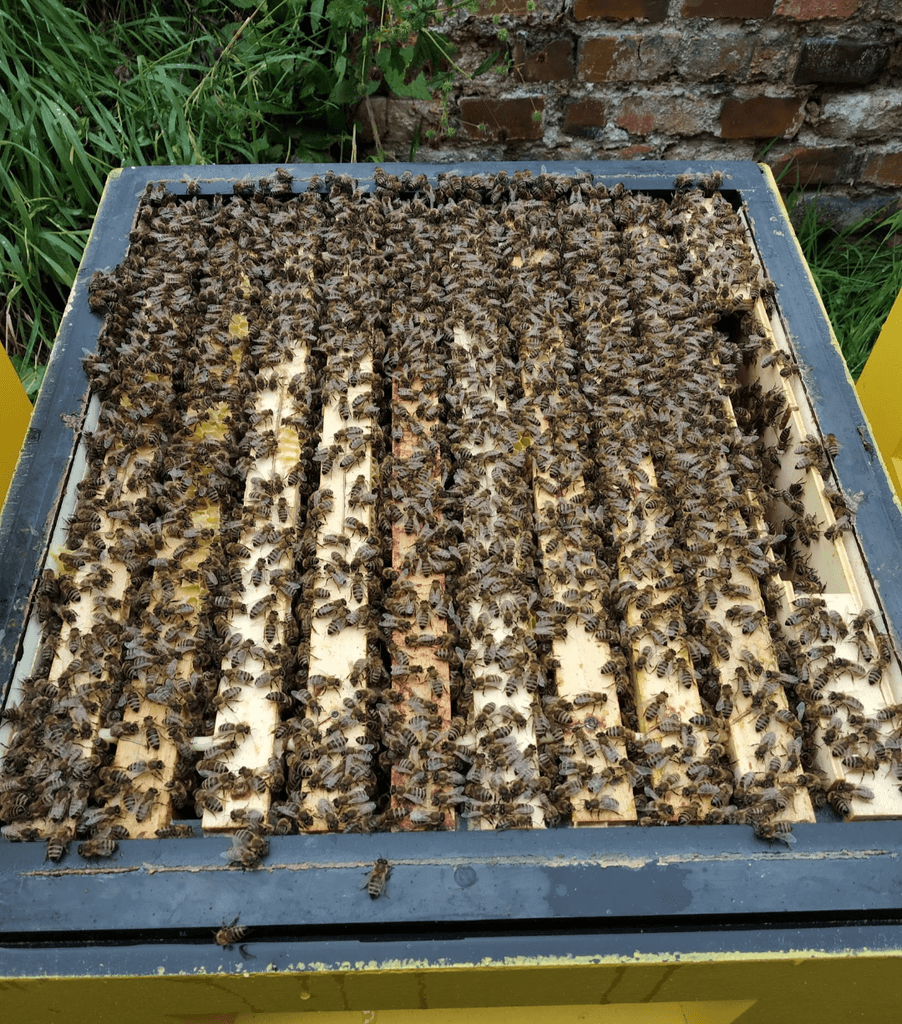 Včelstva, včelí oddělky, vyzimované včely