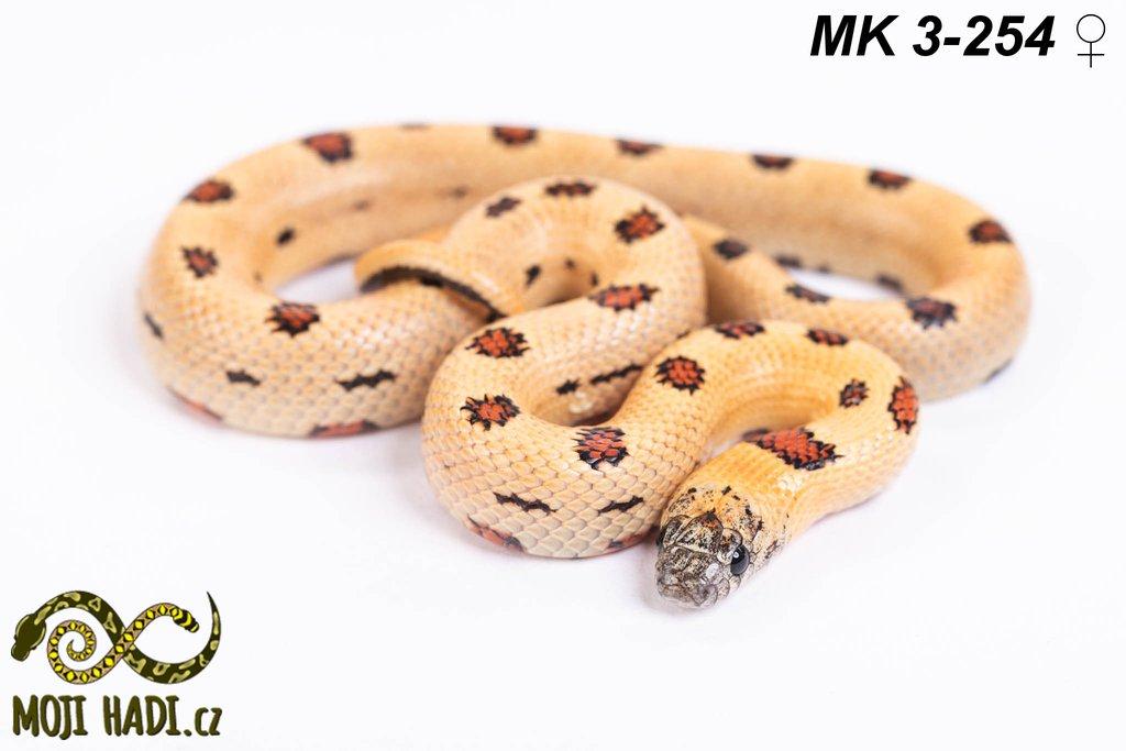 Lampropeltis MAGMAKING