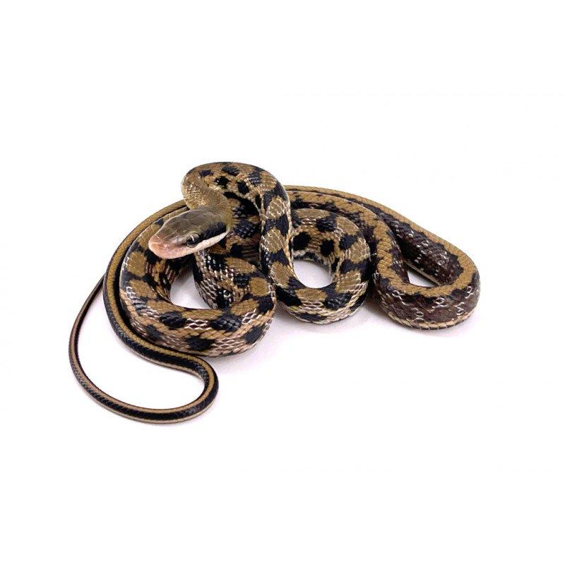 Koupím = Orthriophis taeniurus f.