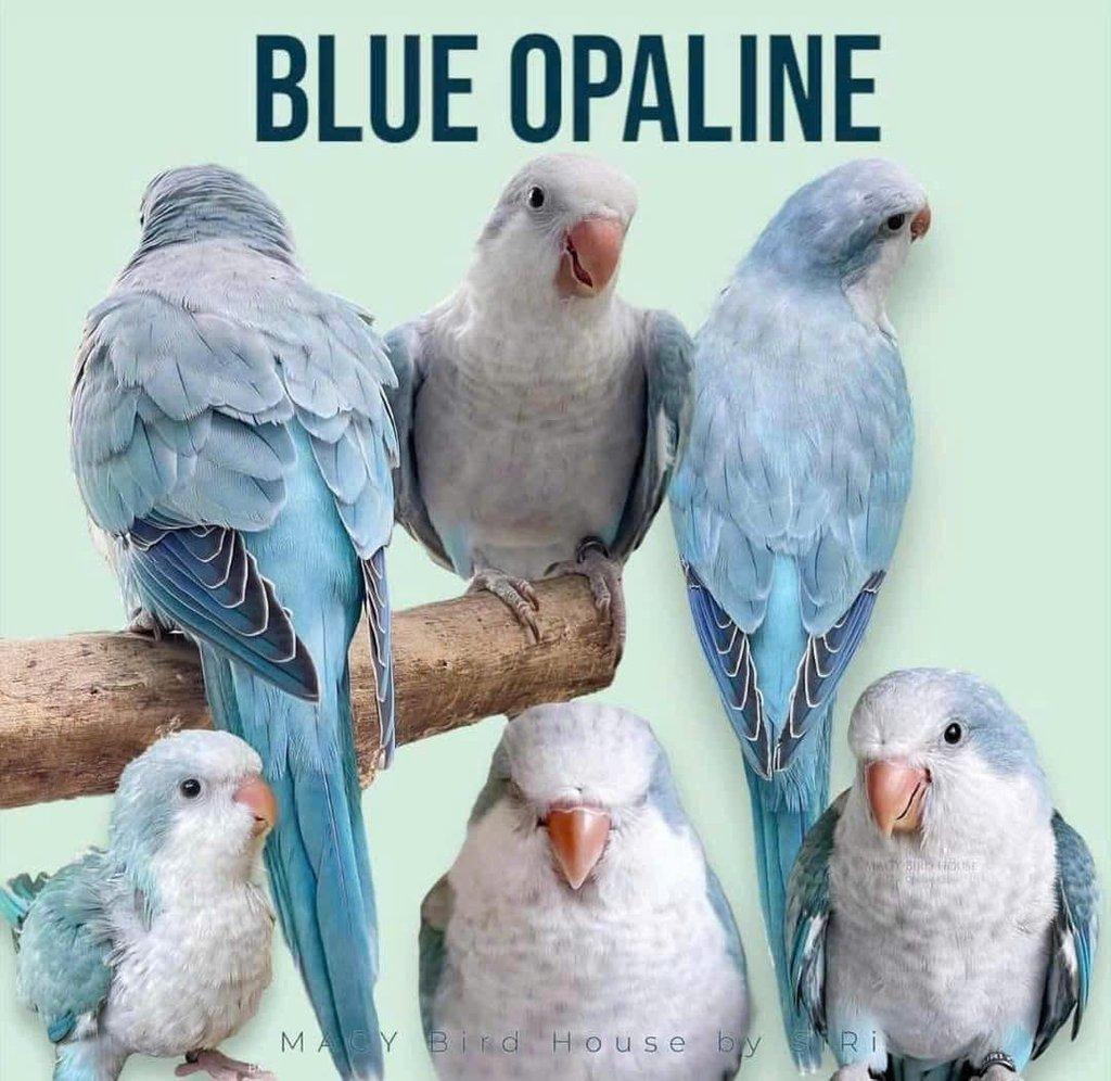 Koupím tyto barevné mutace