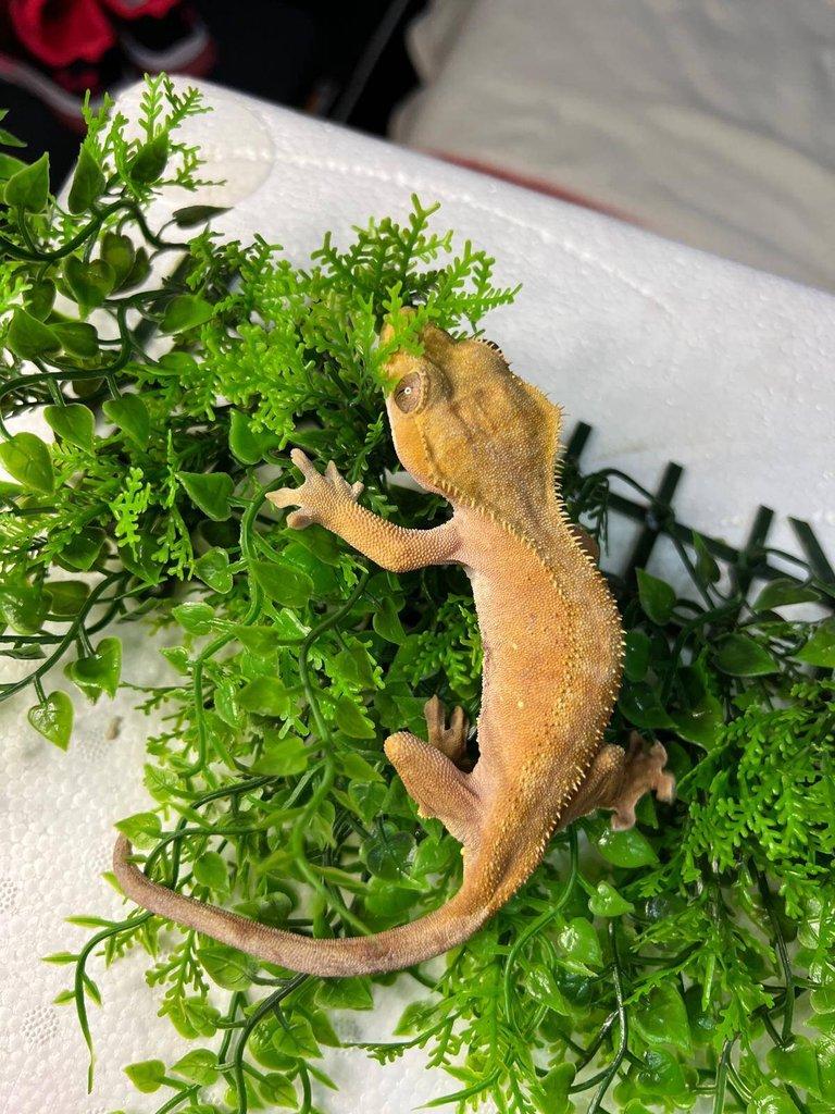 Pagekon řasnatý- Correlophus ciliatus