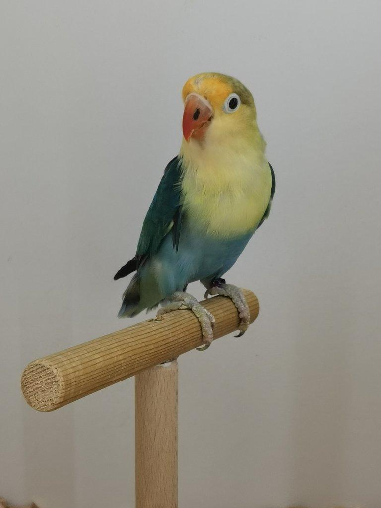 Agapornis