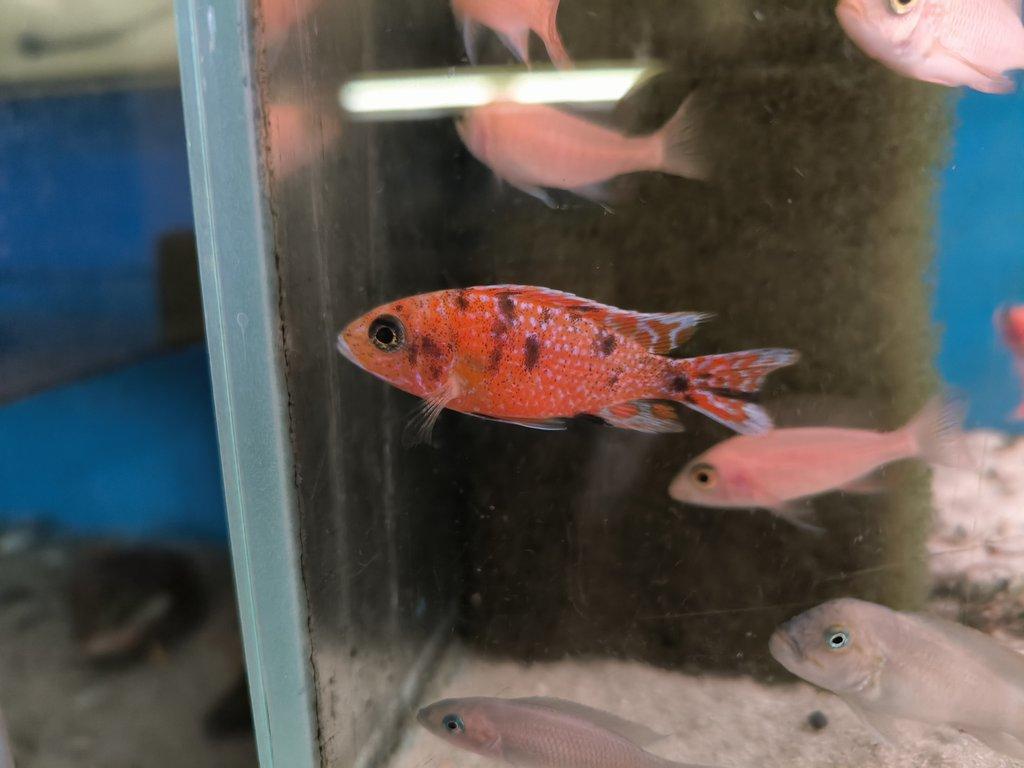 Malawi&Tanganika duben 2026