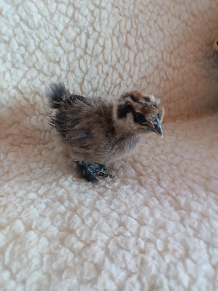 Hedvábničky - kuřátka