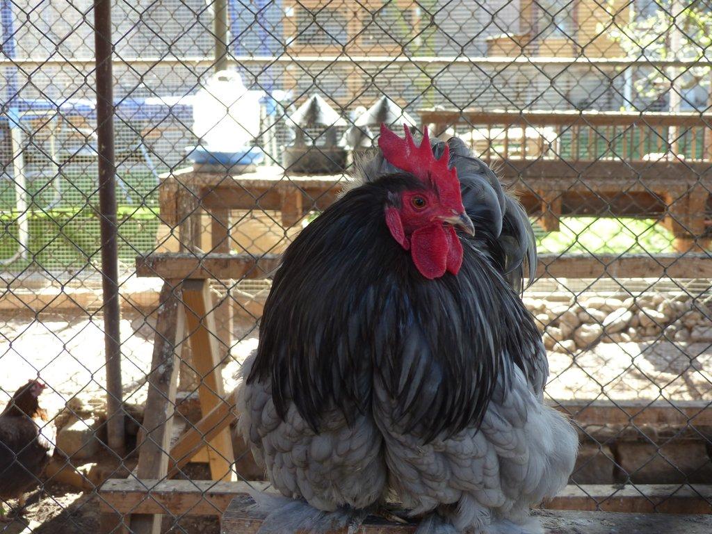 Zakrslá Kočinka modrá