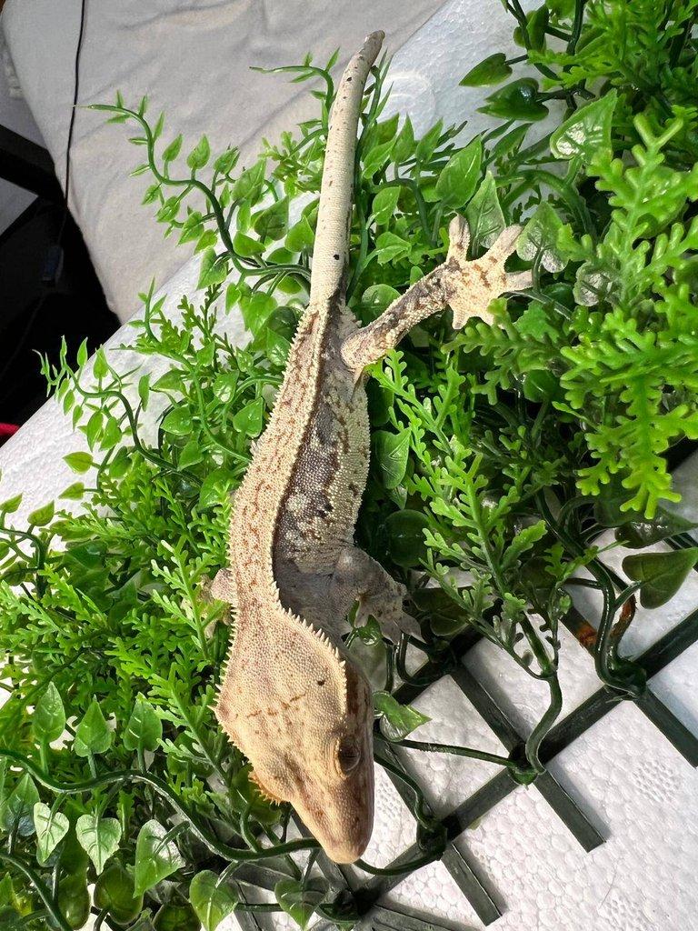 Pagekon řasnatý- Correlophus ciliatus