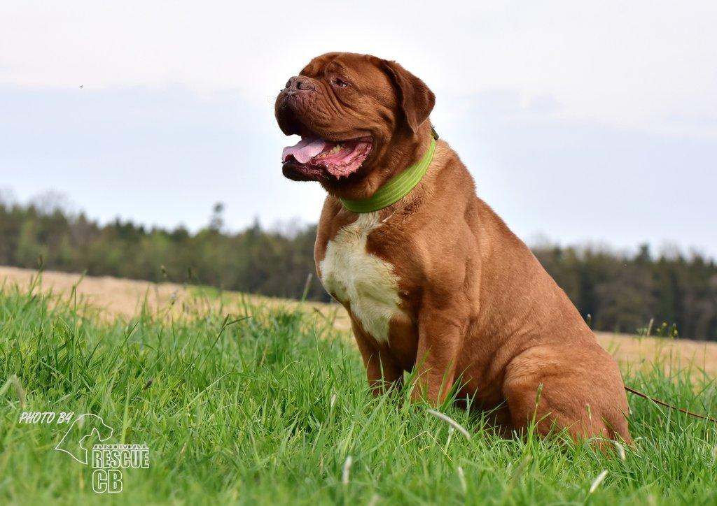 Darujeme psa bordeauxské dogy