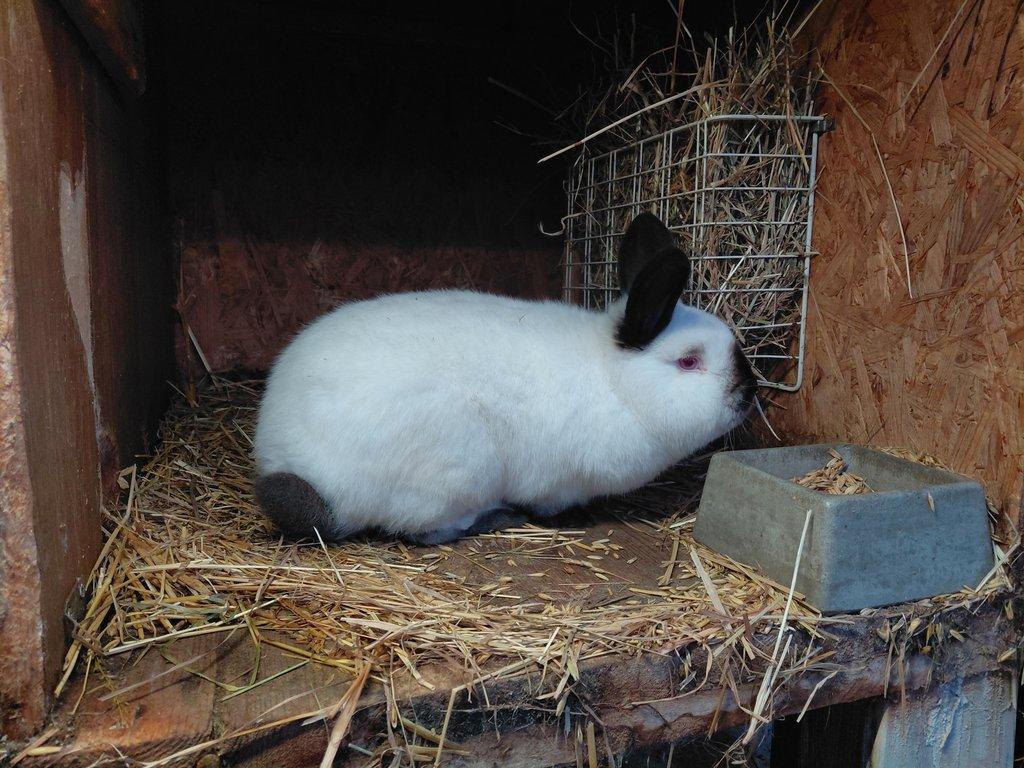 Kalifornský černý - tetovaný samec s PP, oceněný, očkovaný