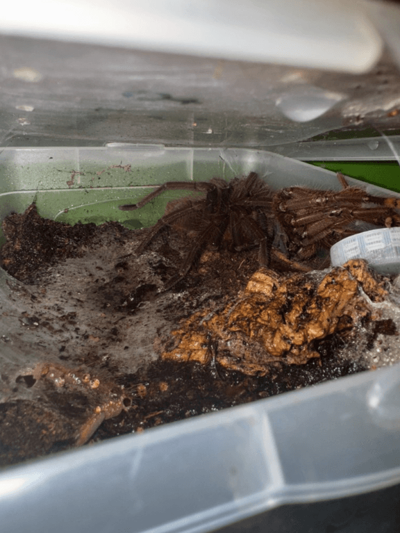 Prodám T. Stirmi (neurčený), Blondi (neurčený), Apophysis (samice)