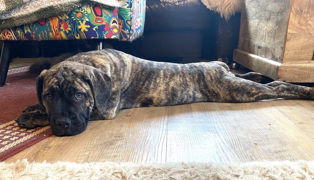 Boerboel štěně prodej FCI rodokmen