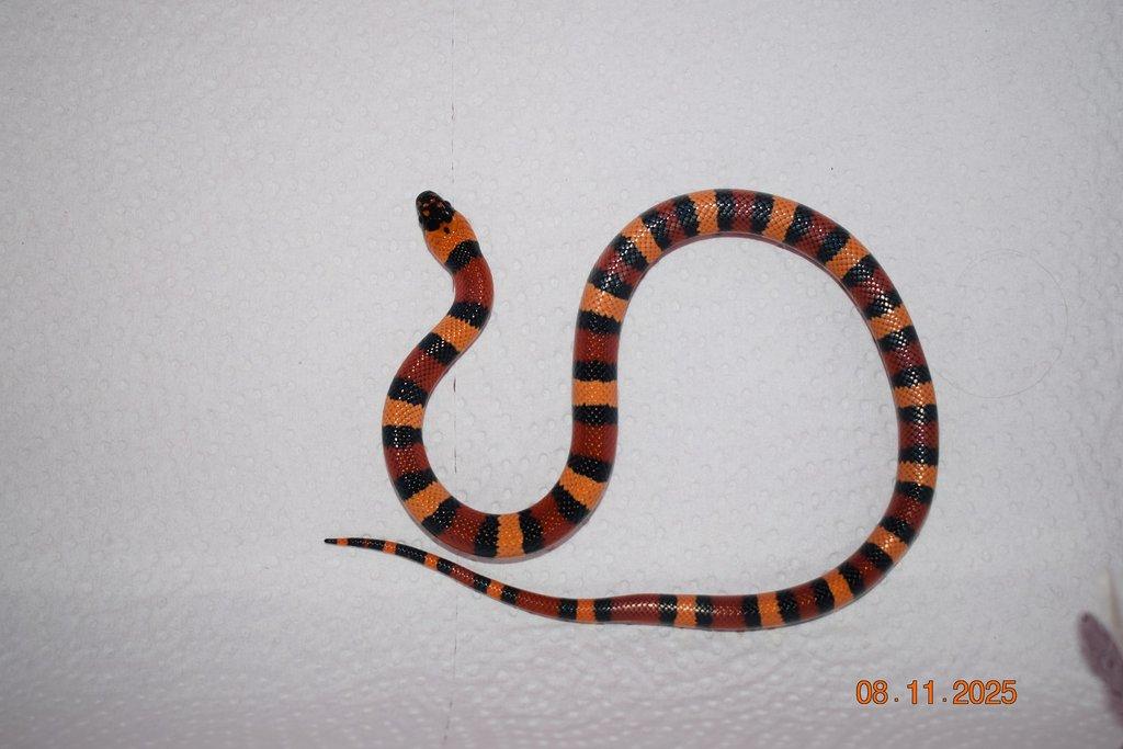 Korálovka mex cambeli odchov