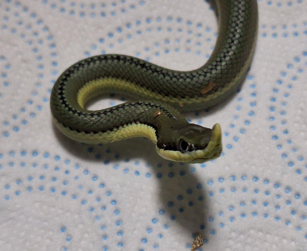 Ponúkam nasledovne druhy: