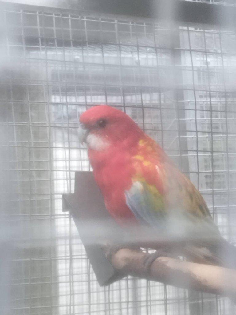 Prodám rosela pestrá gold gold opálín