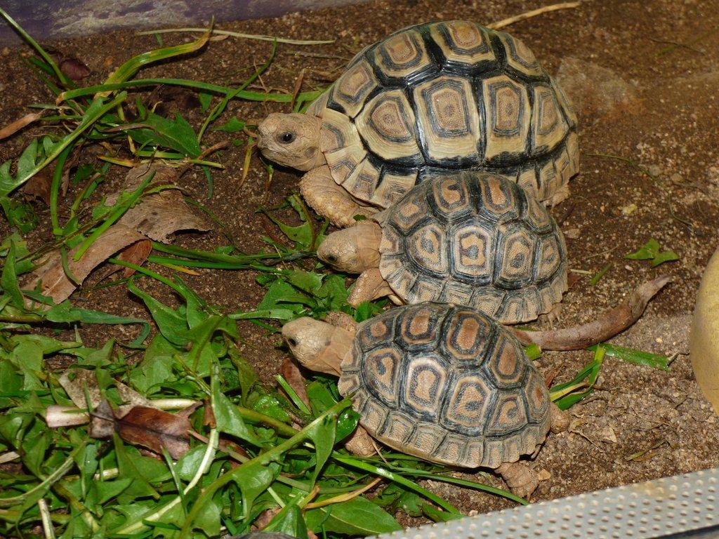 Želva pardálí (Stigmochelys pardalis)