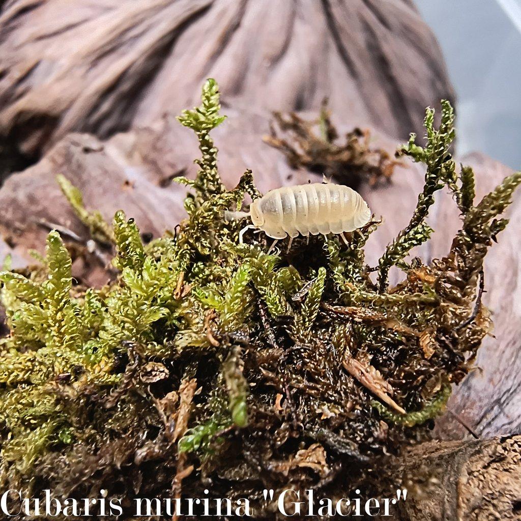 ISOPODY - výhodné balíčky / Aquatera Olomouc 25.1.