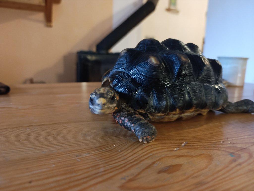 samec želvy uhlířske