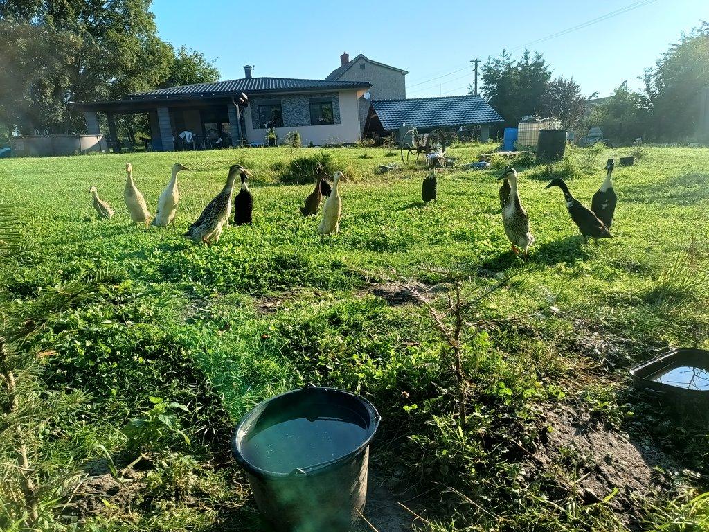 Běžec indický