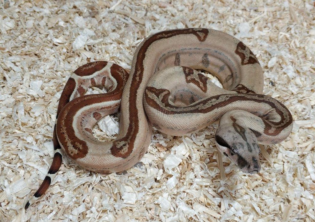 Boa imperator - Normal a Hypo 66% het Sterling VPI