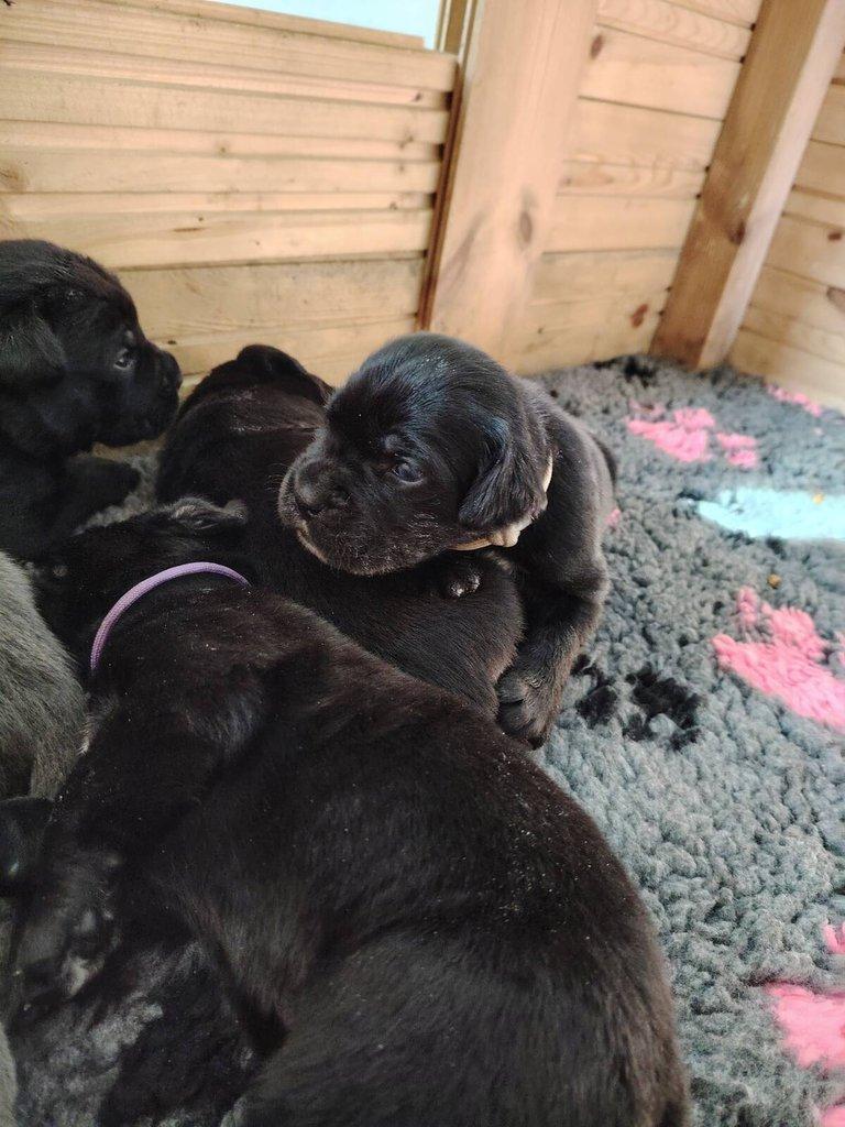 Prodám štěňata Cane Corso s PP