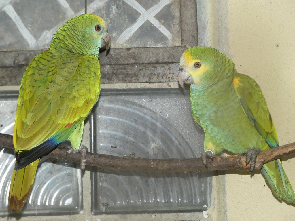 Amazoňan žlurtoramenný /Amazona barbadensis/