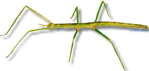 hledám samce pakobylky rohaté