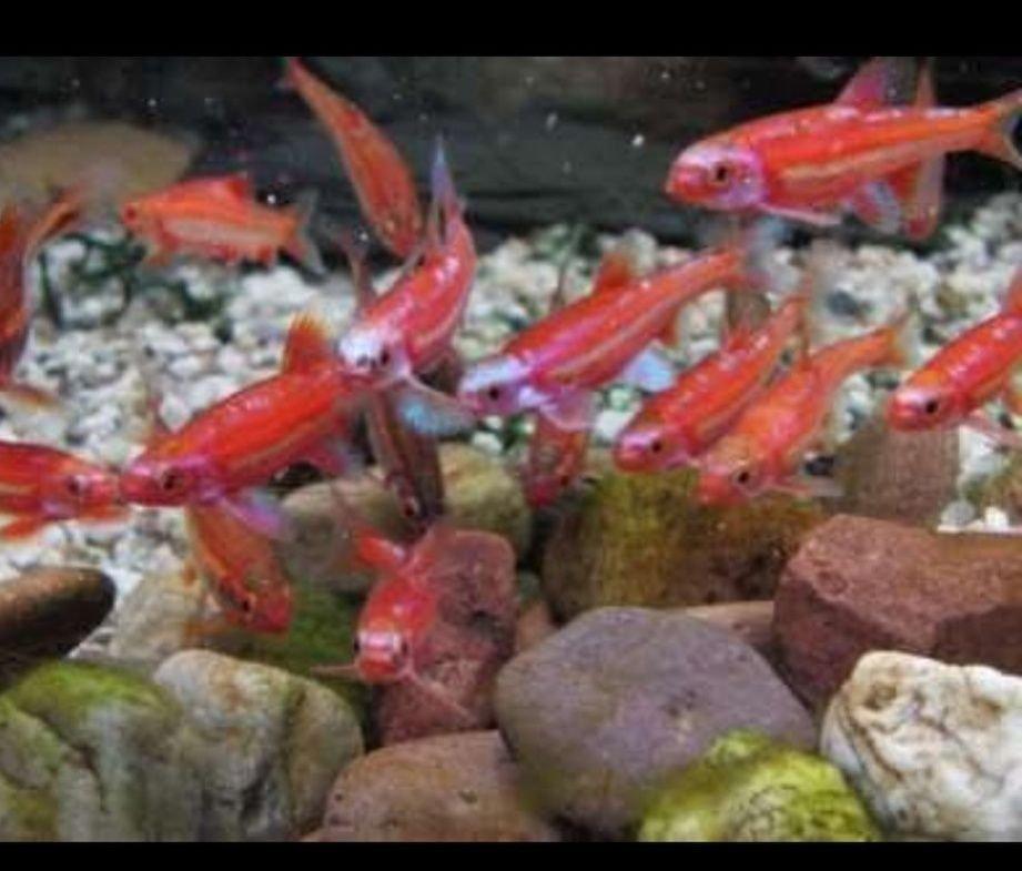 Notropis chrosomus - Jeleček duhový - jezírkové , akvarijní