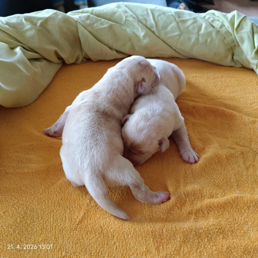 Labradorský retrívr štěňe s PP - holky i kluci