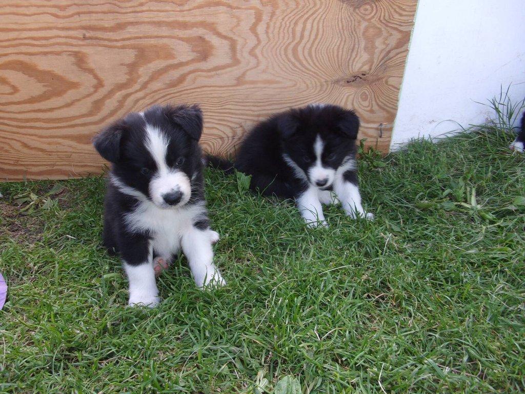 Border kolie /  collie štěňata s PP (FCI)