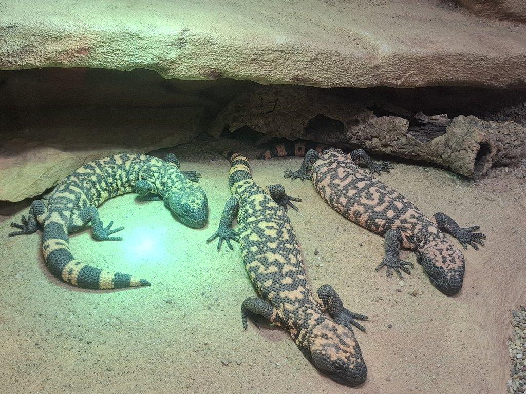 2,1 Heloderma suspectum