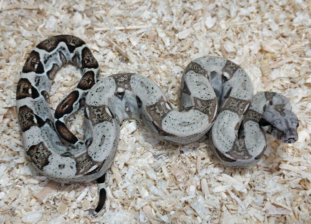 Boa imperator - Normal a Hypo 66% het Sterling VPI