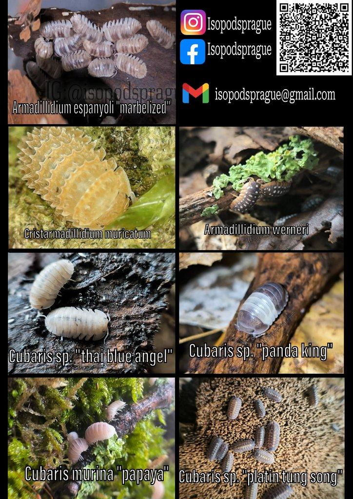 Isopody, stínky - nové druhy