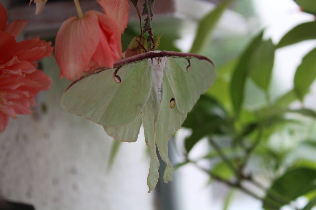 Martináč Měsíčitý - Actias luna