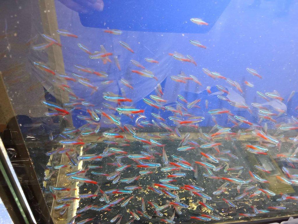 Tetra neonova