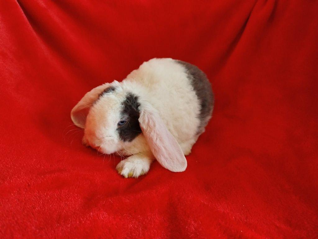 Nabízím zakrslé králíčky- beránky rex