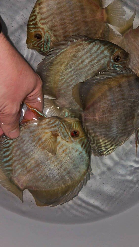 Prodej terčovců, L-sumců, skalár, rejnoků a jiných ryb