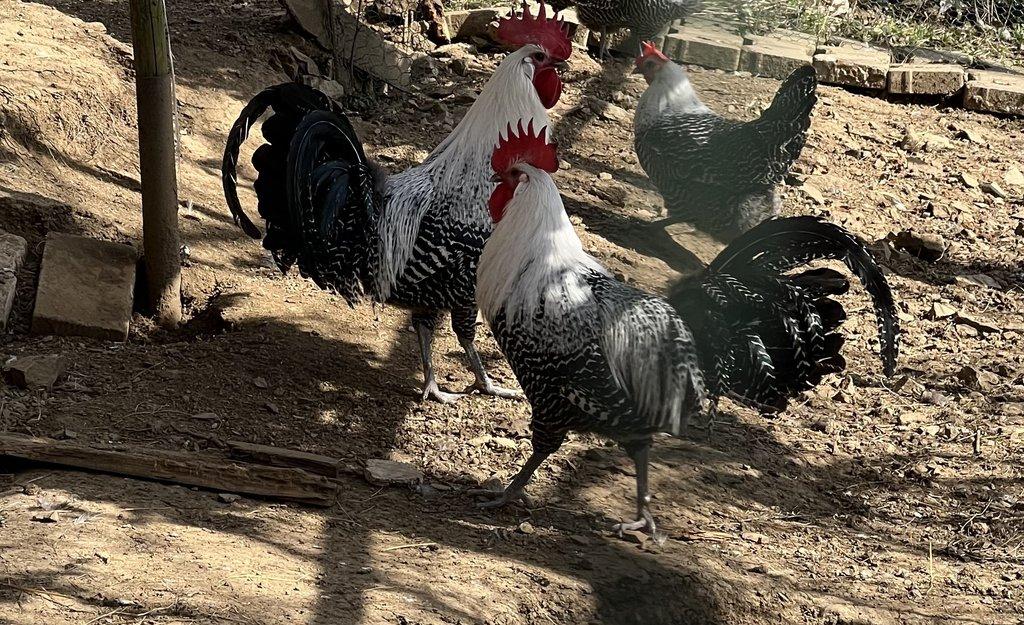 NV Brakelka stříbrná