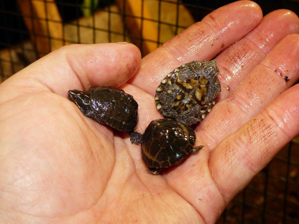 Klapavka obecná (Sternotherus odoratus)