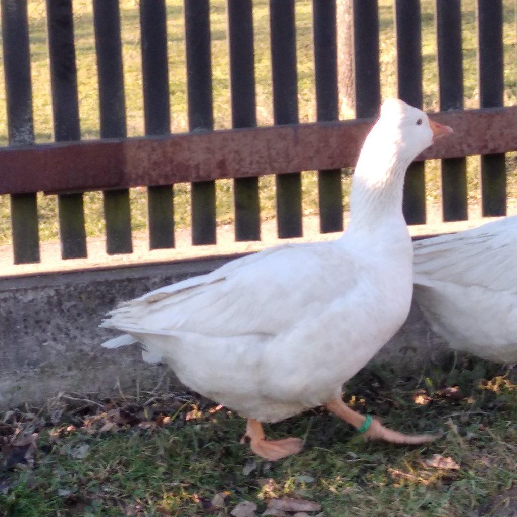 Prodám housera a husu