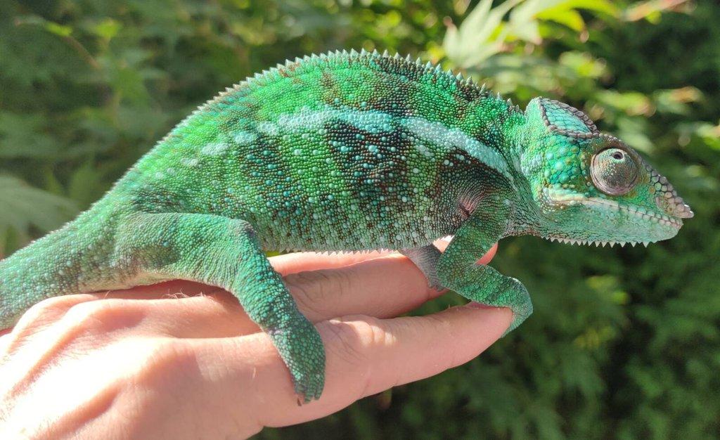 Chameleon FURCIFER PARDALIS AMBANJA